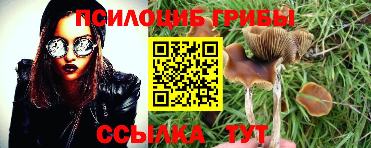 Карачаевск  Псилоцибиновые грибы мухоморы  Вход с VPN 